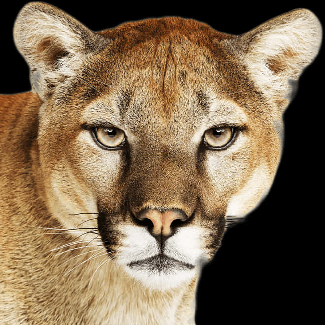 Intense Mountain Lion Portrait PNG with transparent background