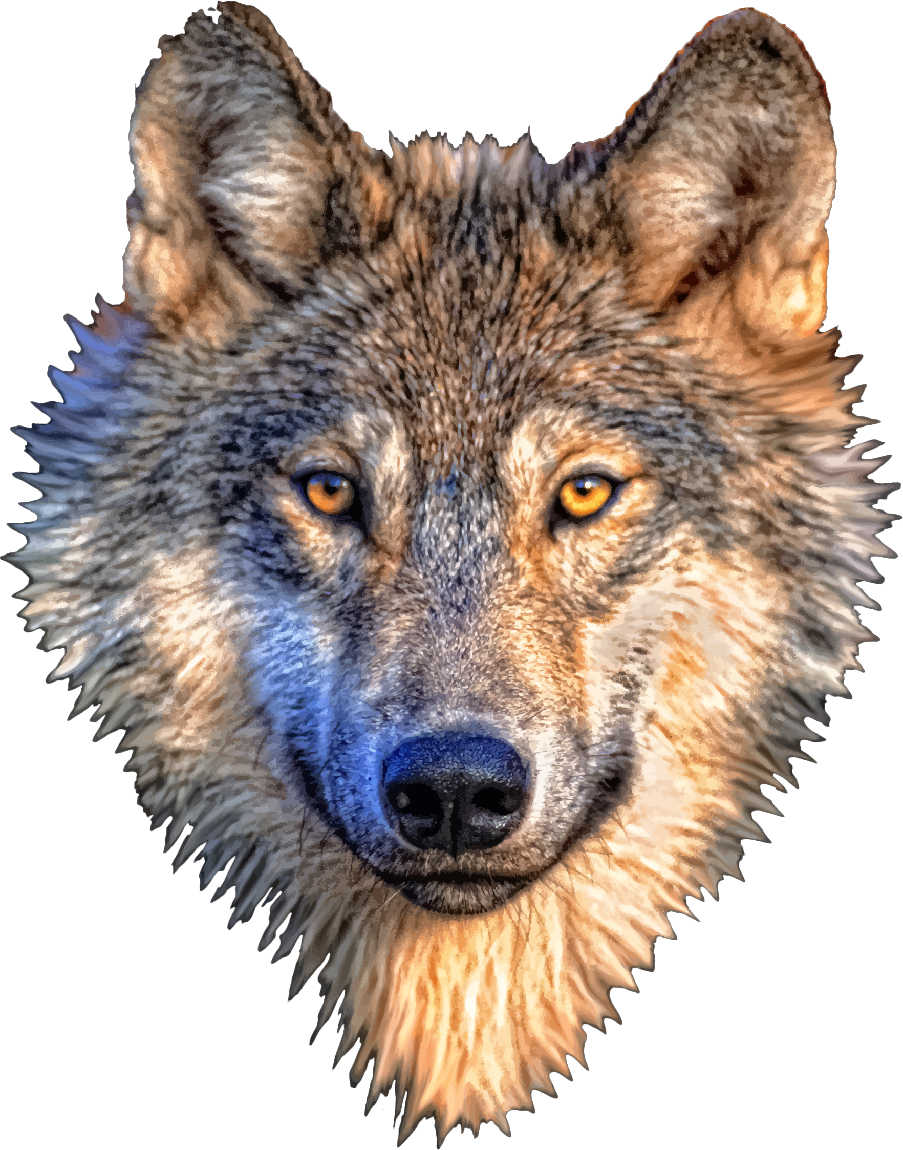 Intense Wolf Portrait