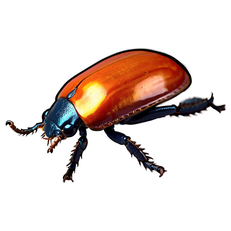 Interactive Beetle Life Game Png Dke23