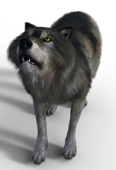 Intimidating Grey Wolf Black Background PNG with transparent background