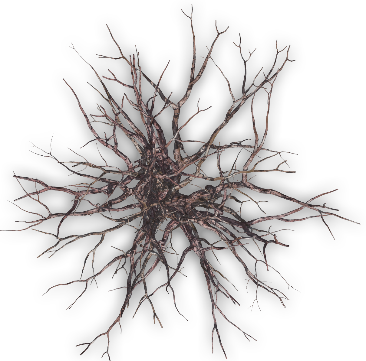 Dead Tree Plan Png, Transparent Png PNG with transparent background