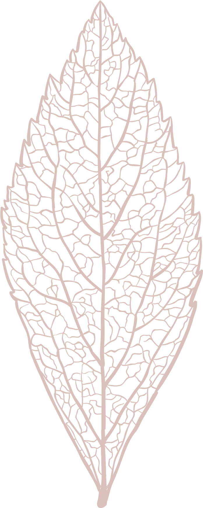 Intricate Leaf Vein Pattern Vector