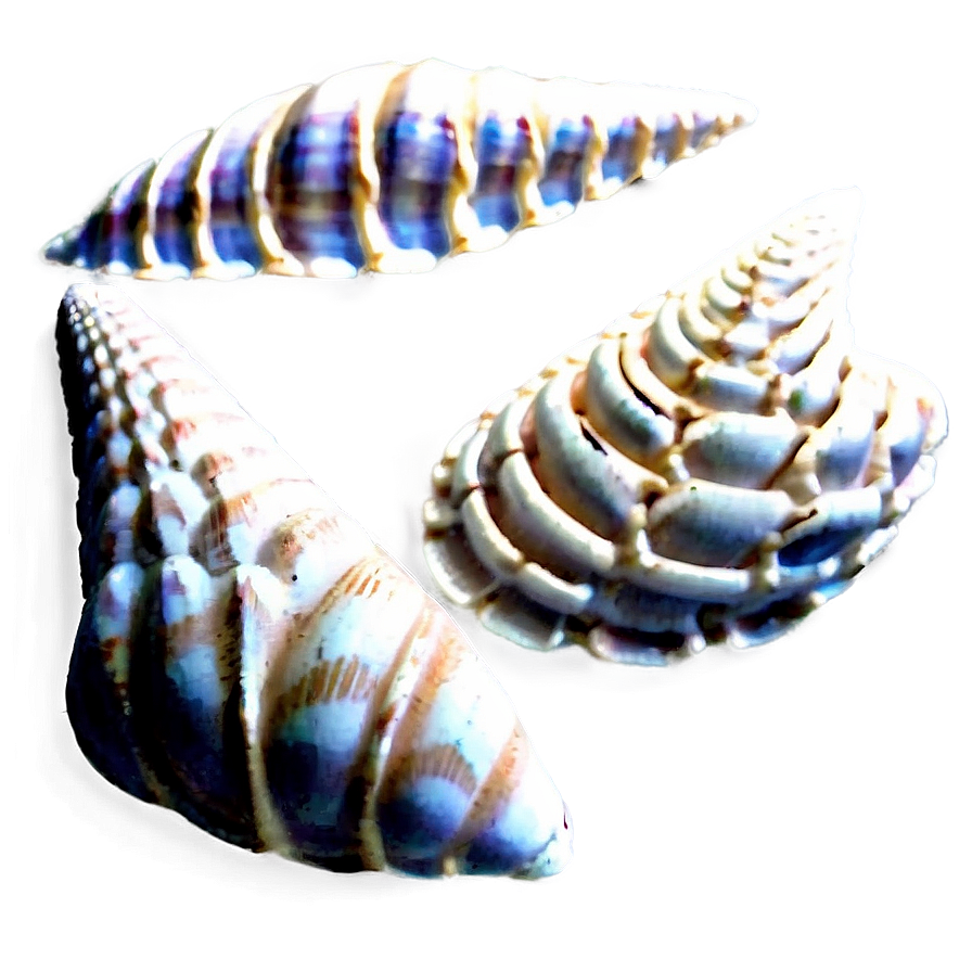 Intricate Pattern Shells Png 25