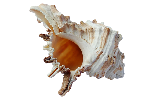 Intricate Sea Shellon Black Background PNG with transparent background