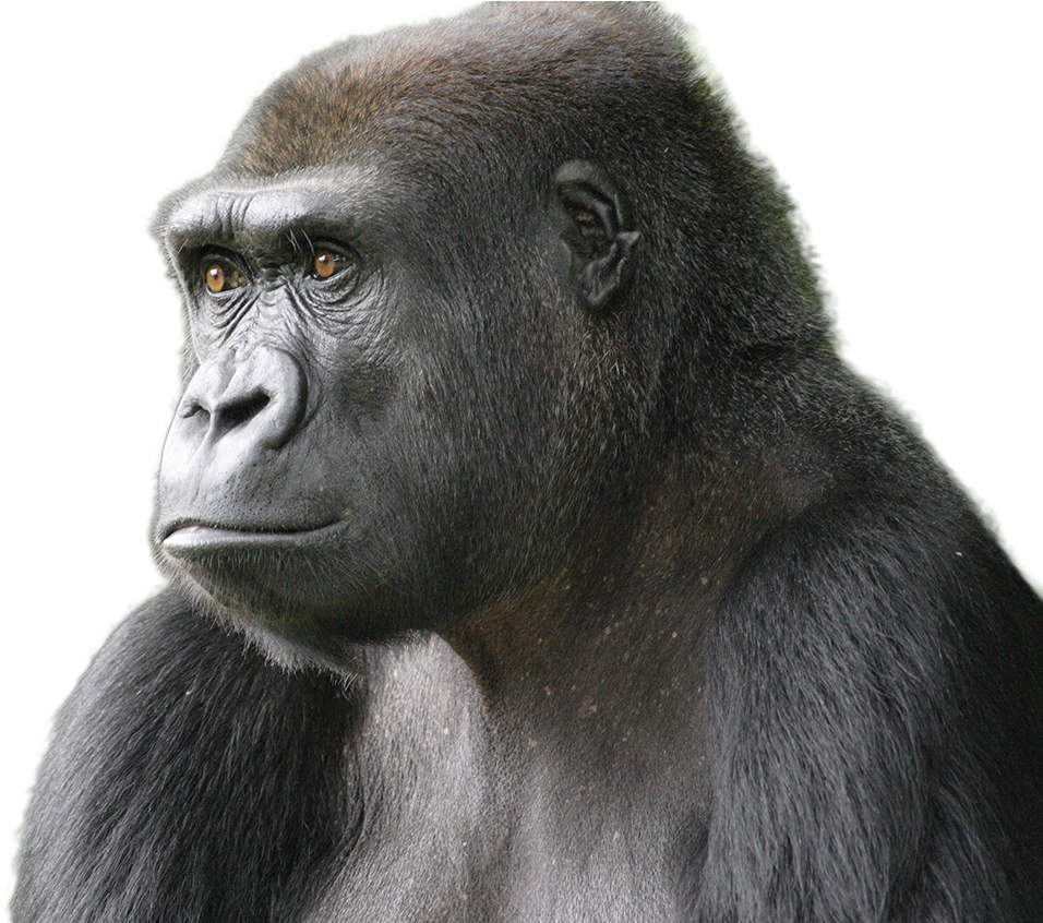 Gorilla Png Image - Png Transparent Animals Gorillas, Png Download PNG with transparent background