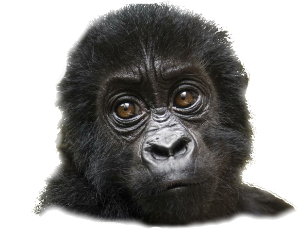 Mountain Gorilla, HD Png Download PNG with transparent background
