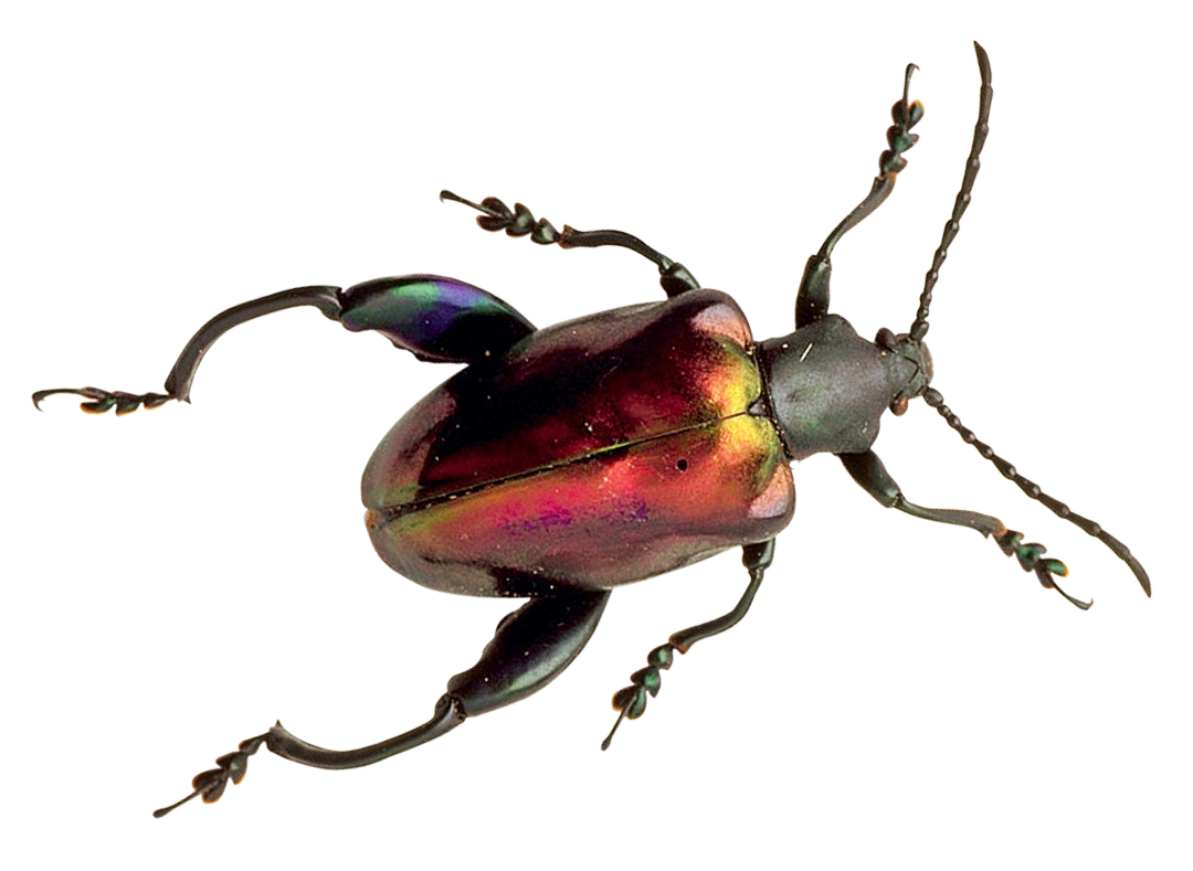 Iridescent Beetle Specimen PNG with transparent background