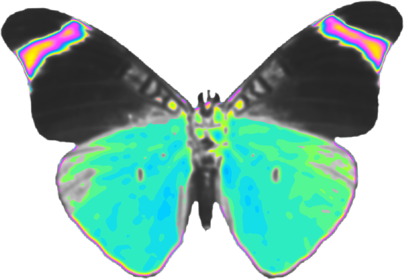 Iridescent Butterfly Wings