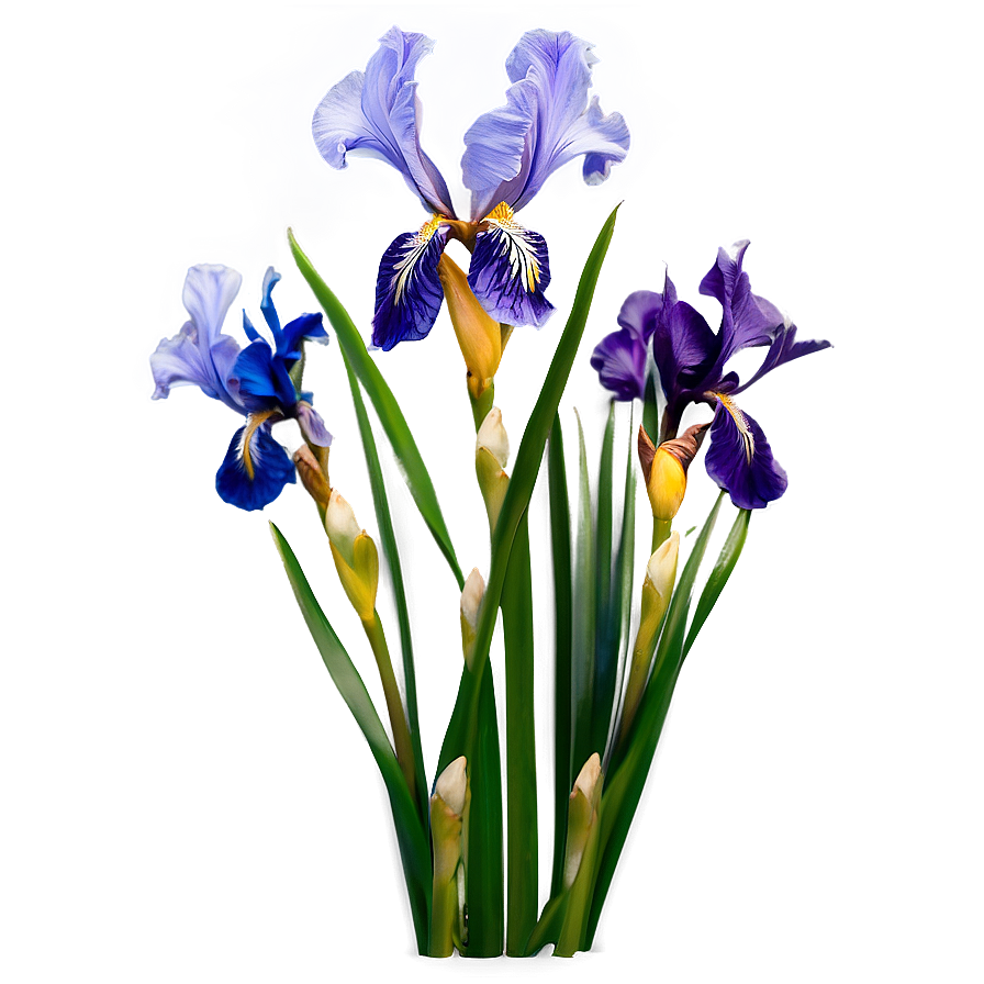 Iris Flower Bush Png Clc37