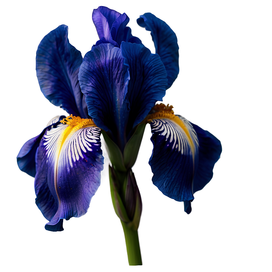 Iris Flower Transparent Png 05252024