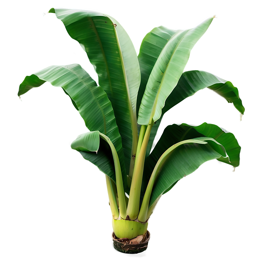 Isolated Banana Leaf Png 06232024