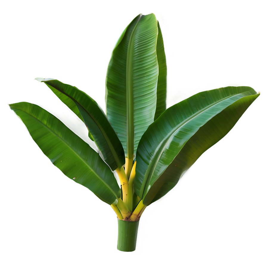 Isolated Banana Leaf Png 59