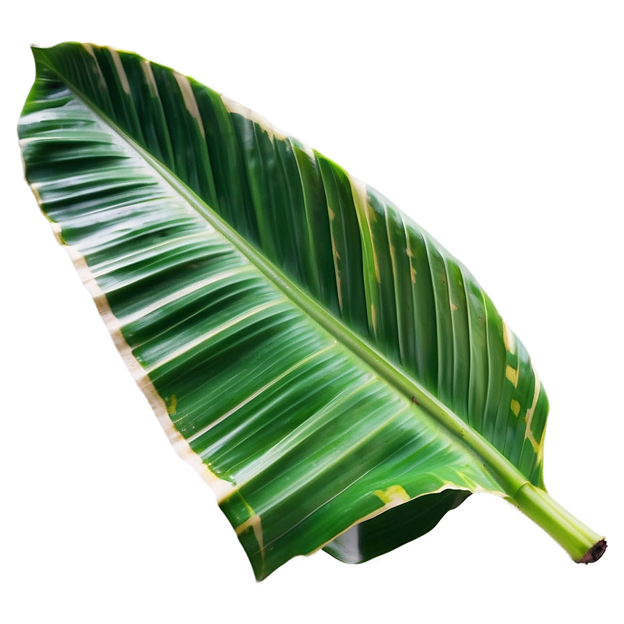 Isolated Banana Leaf Png 93