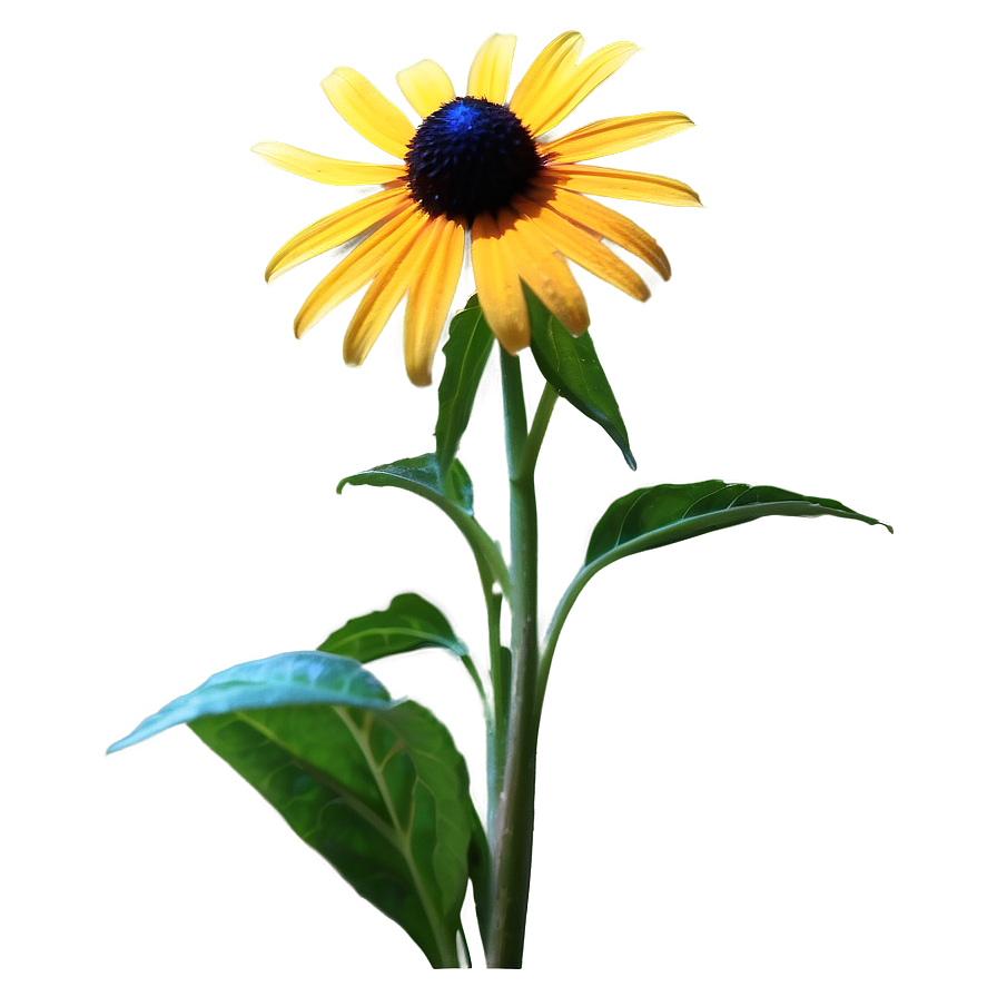 Isolated Black Eyed Susan Flower Png Bhs