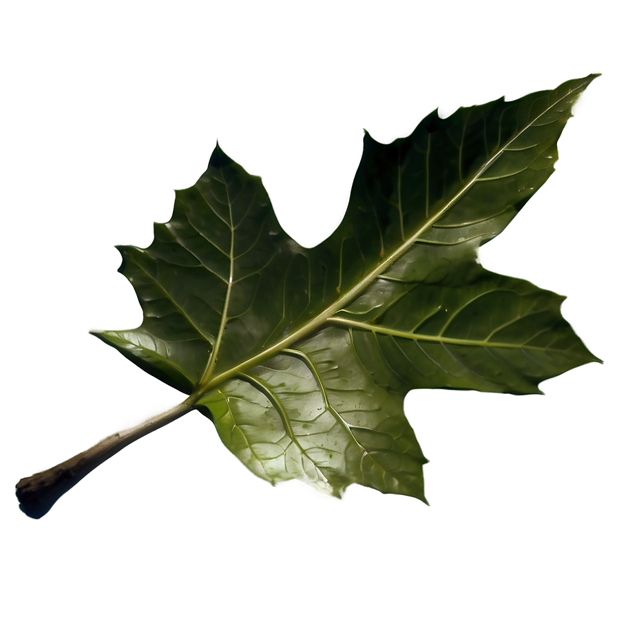 Isolated Fallen Leaf Png 92