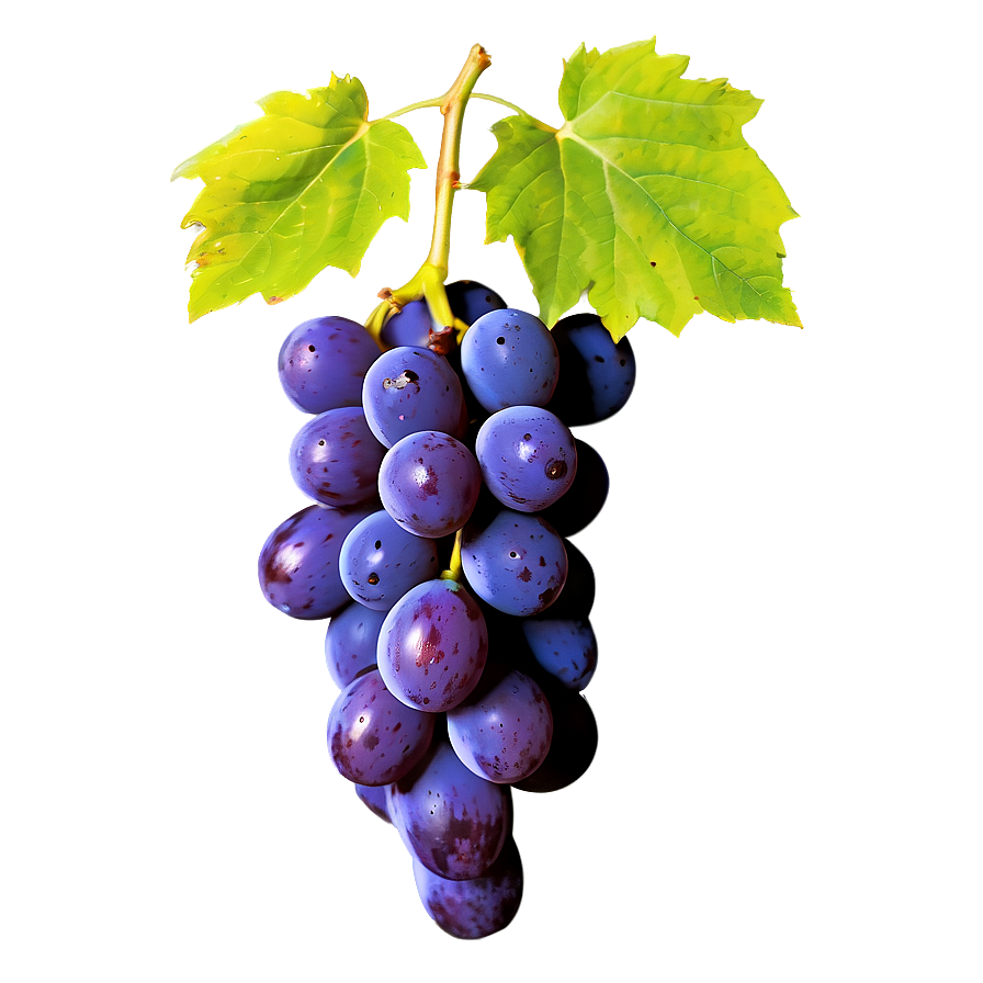 Isolated Grape Picture Png 75