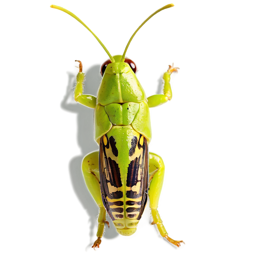 Isolated Grasshopper Image Png Ids