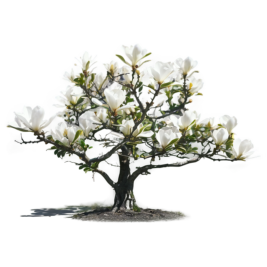 Isolated Magnolia Tree With Clear Sky Png Ycy