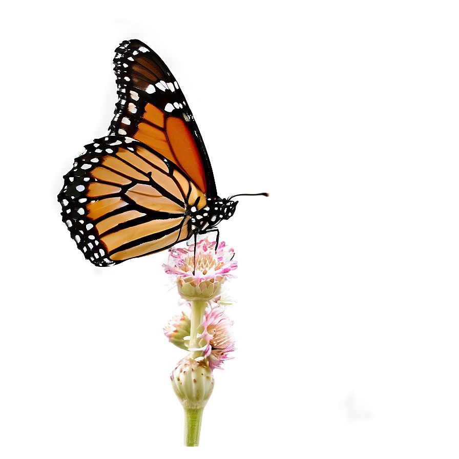 Isolated Monarch Butterfly Png Mqk33