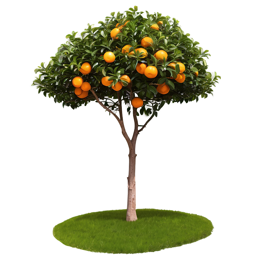 Isolated Orange Tree Png 43