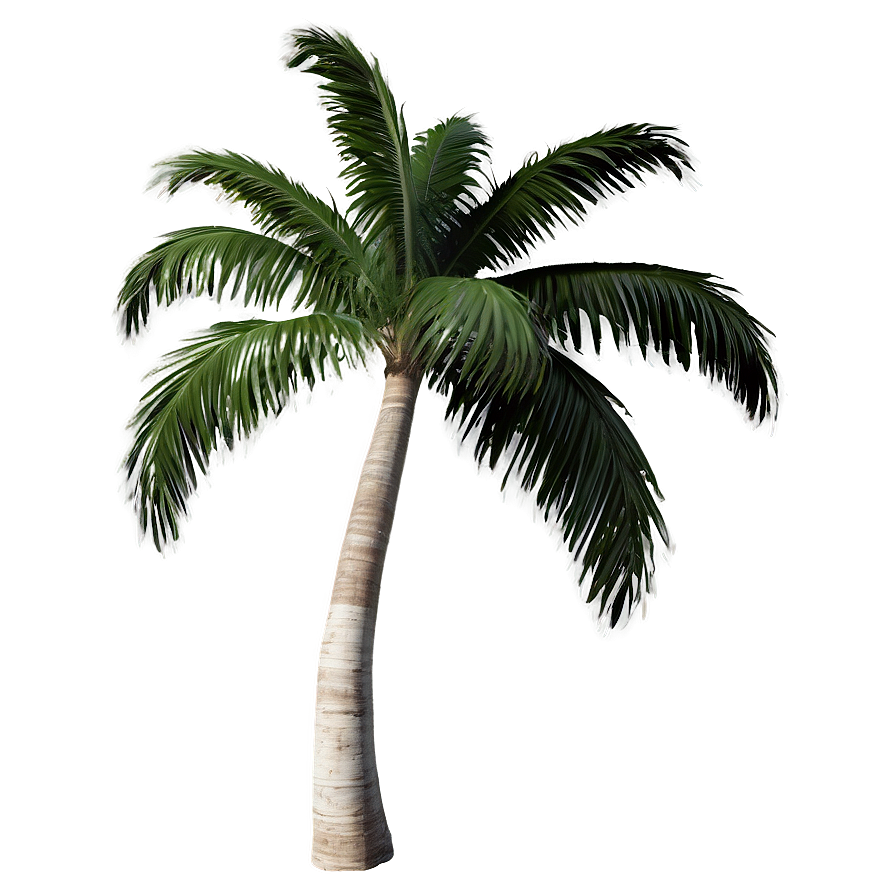 Isolated Palm Tree PNG 49 PNG with transparent background