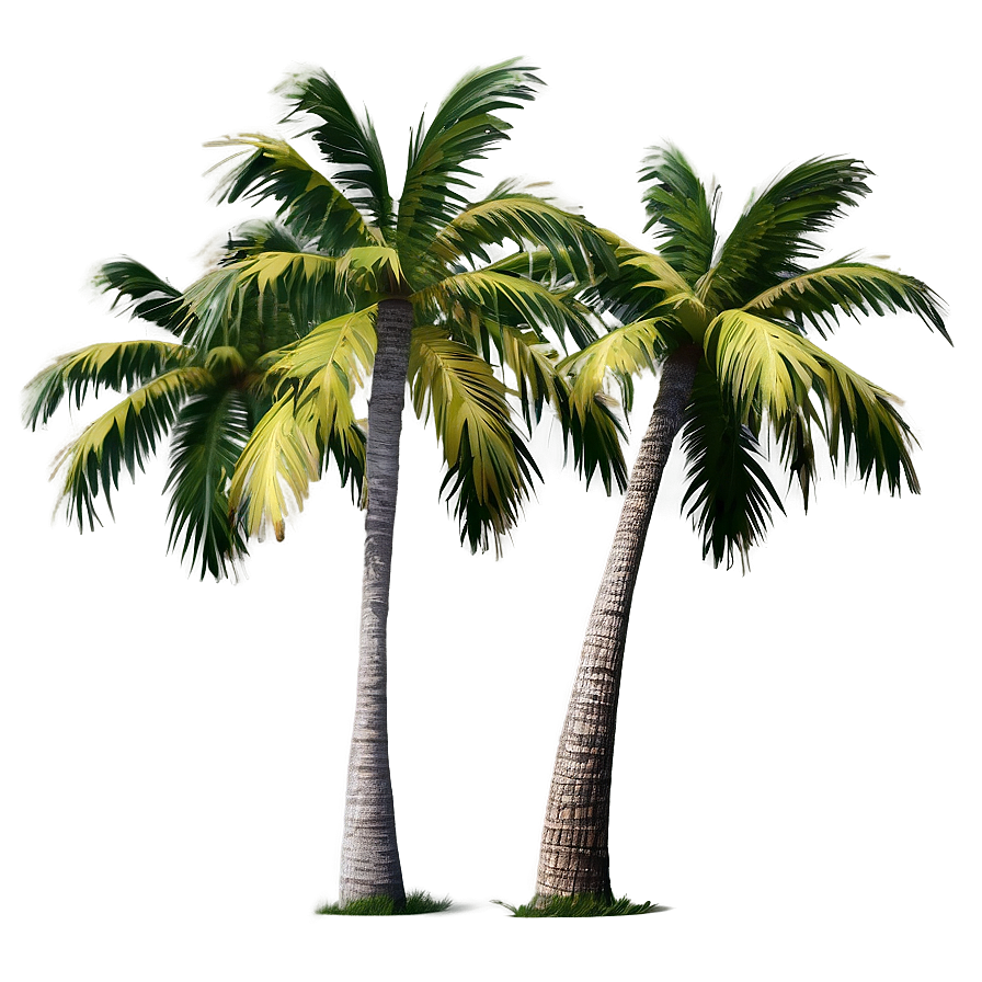 Isolated Palm Tree PNG opo38 PNG with transparent background
