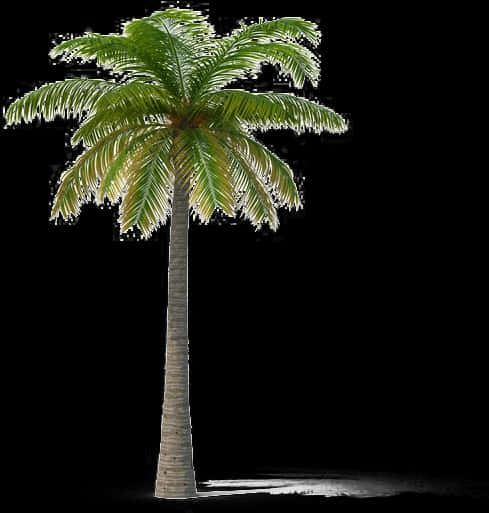 Isolated Palm Treeon Transparent Background