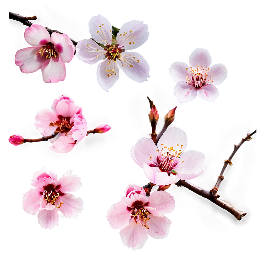 Isolated Sakura Flower Png Wap