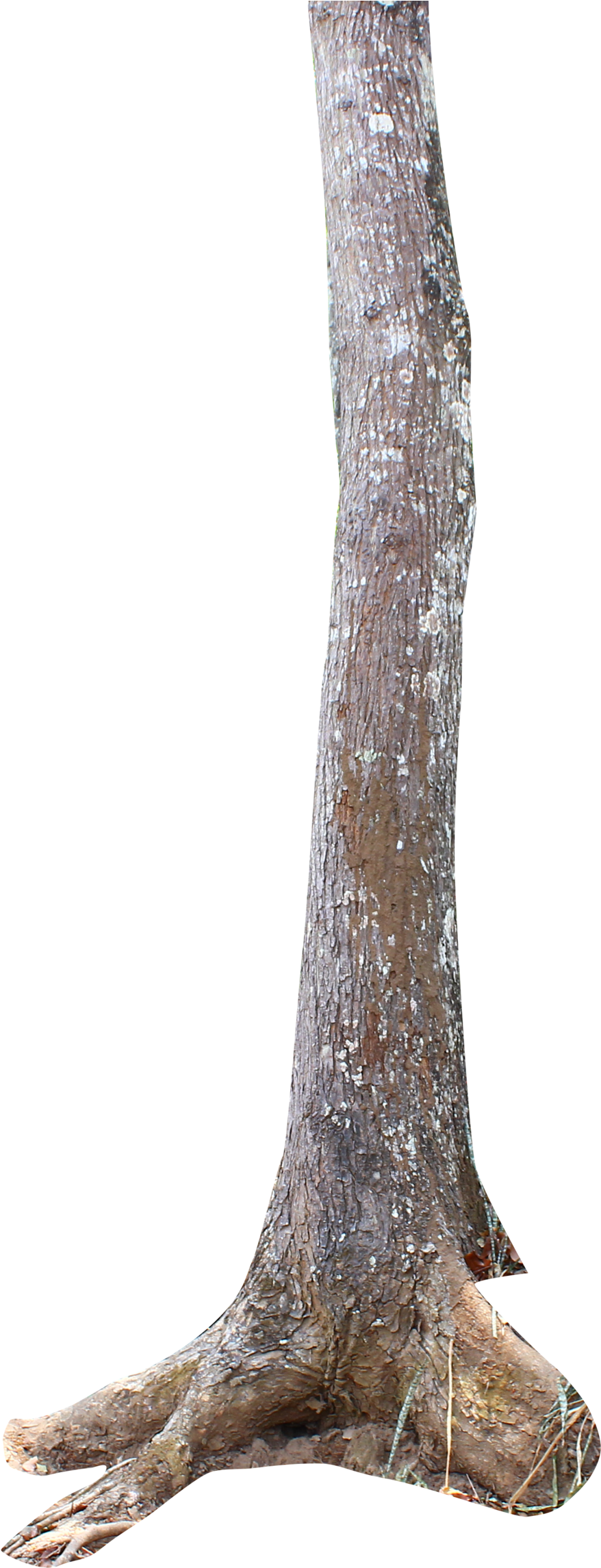 Tree Trunk Png, Transparent Png PNG with transparent background