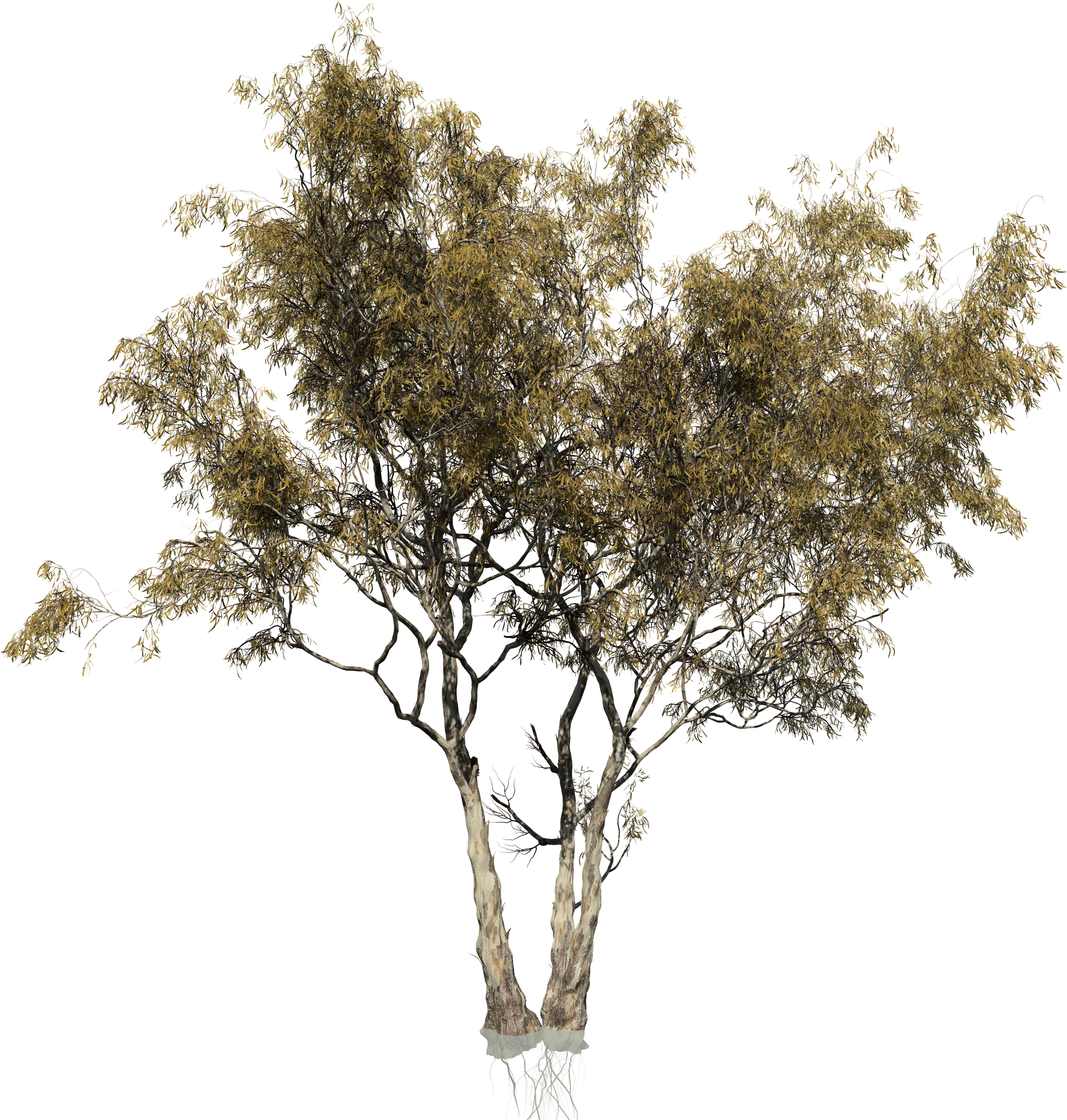 Eucalyptus Camaldulensis Tree Woody Plant Trunk - Transparent Eucalyptus Tree Png, Png Download PNG with transparent background