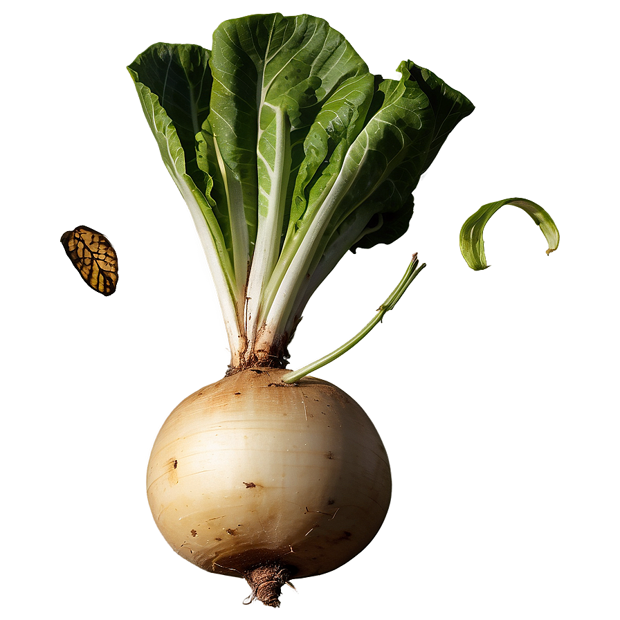 Isolated Turnip Png 20