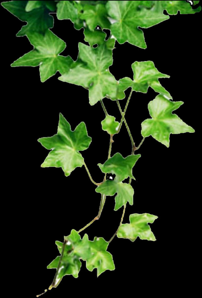 Ivy Branch Against Black Background