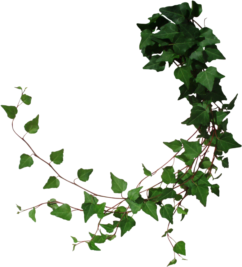 Ivy Branch Transparent Background