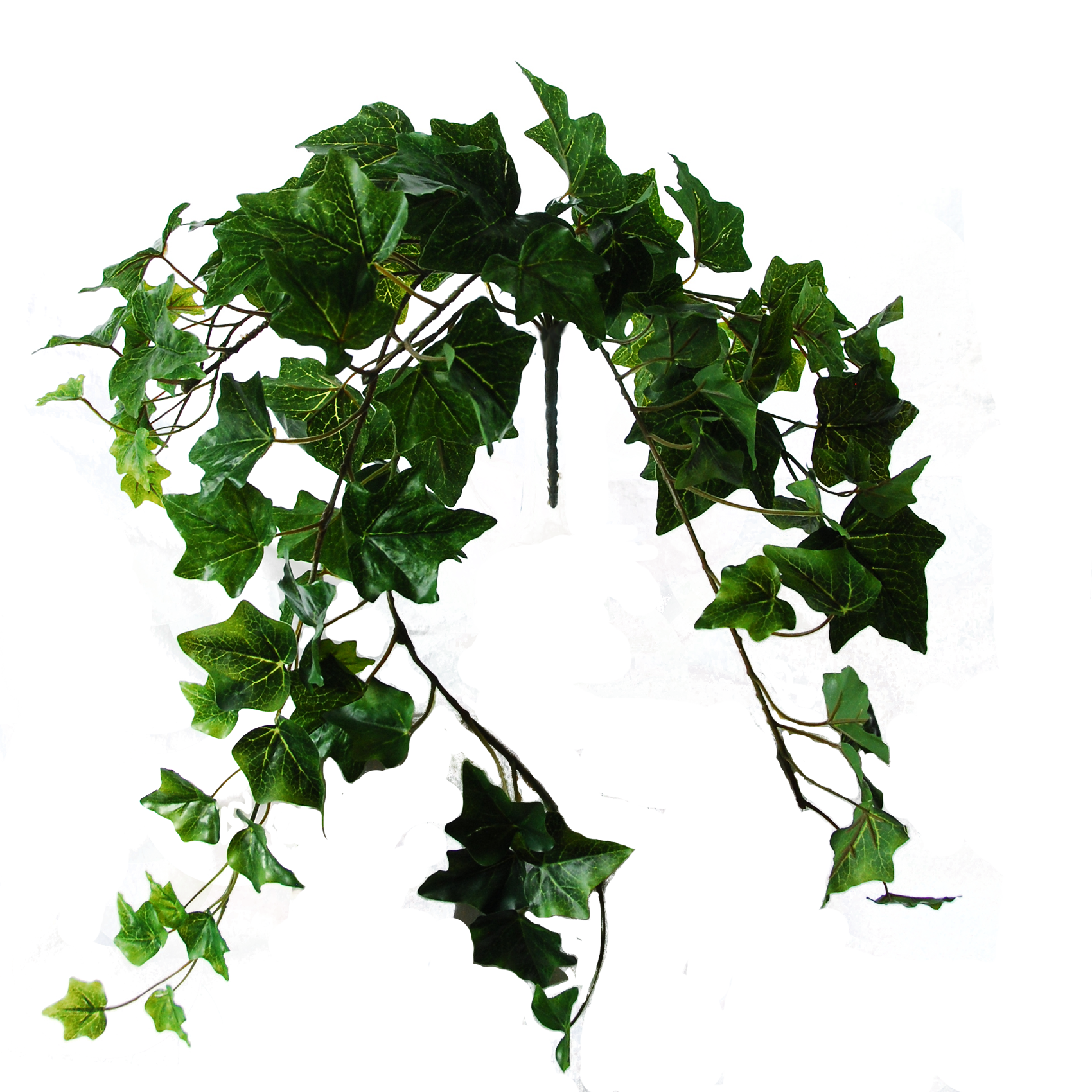 Flowerdutchess Ivy Green 60cm - Ivy Green Png, Transparent Png PNG with transparent background