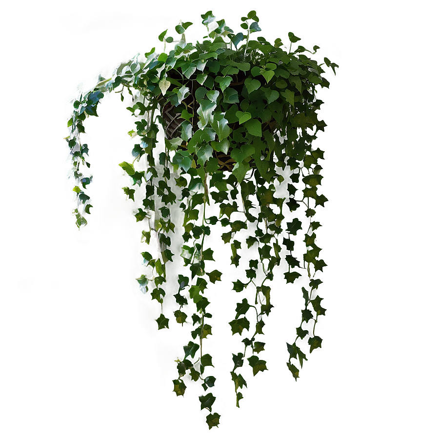 Ivy Hanging Plant Png 05252024