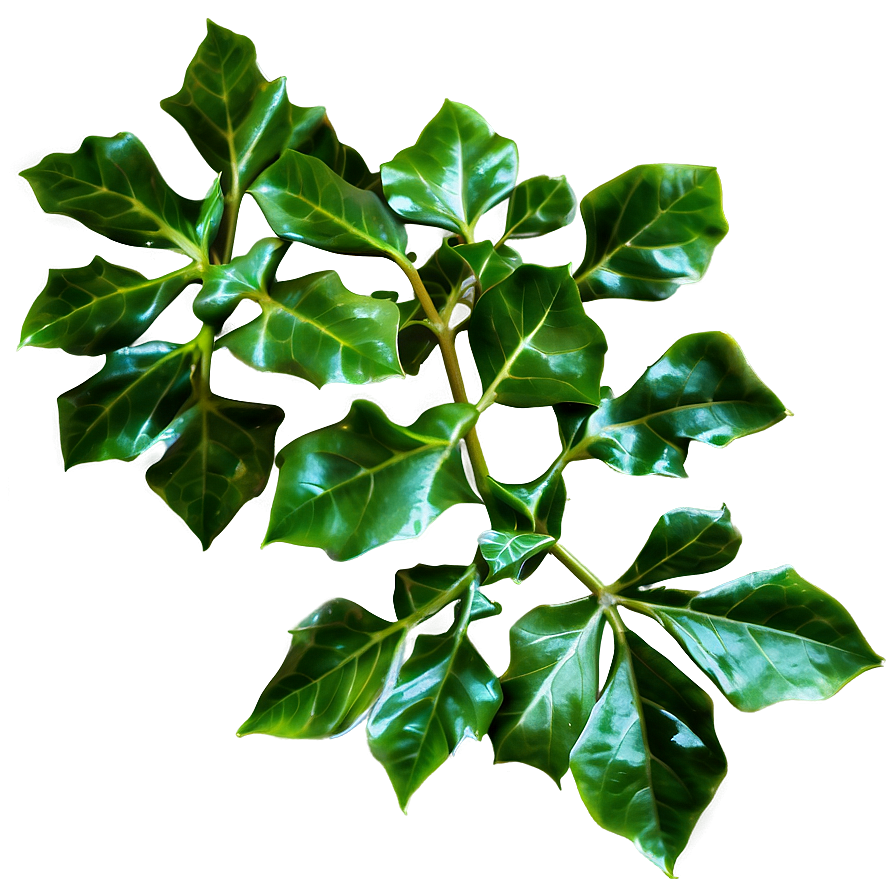 Ivy Leaves Png 05042024