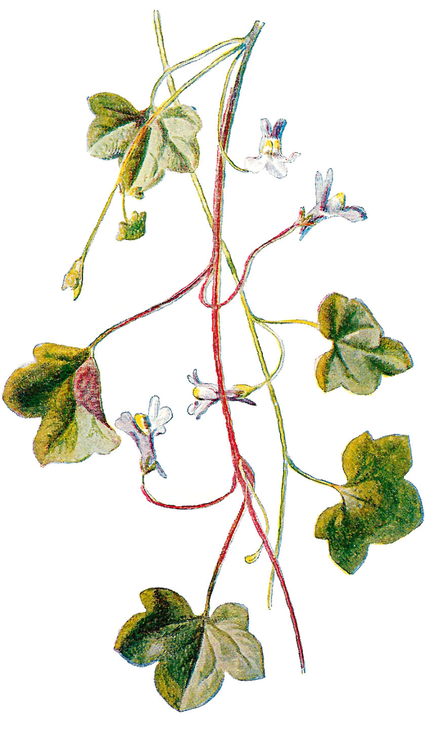 Flower Wildflower Clipart Image Botanical Art Digital - Vintage Ivy Png, Transparent Png PNG with transparent background