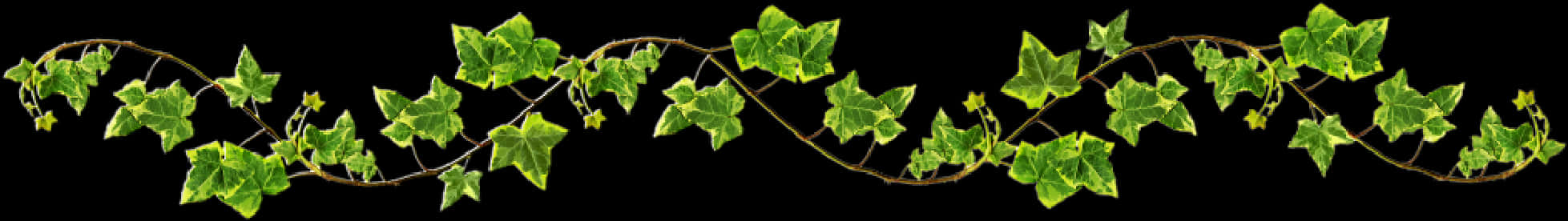 Ivy Vine Black Background PNG image with a transparent background, free high-resolution download