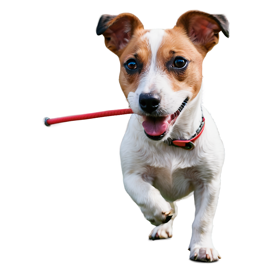 Jack Russell Dog Png 06292024