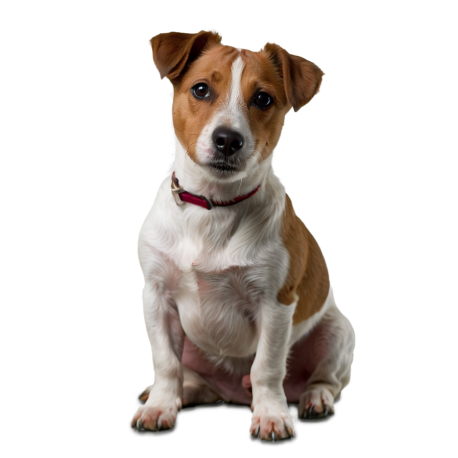 Jack Russell Terrier Sitting Png 46