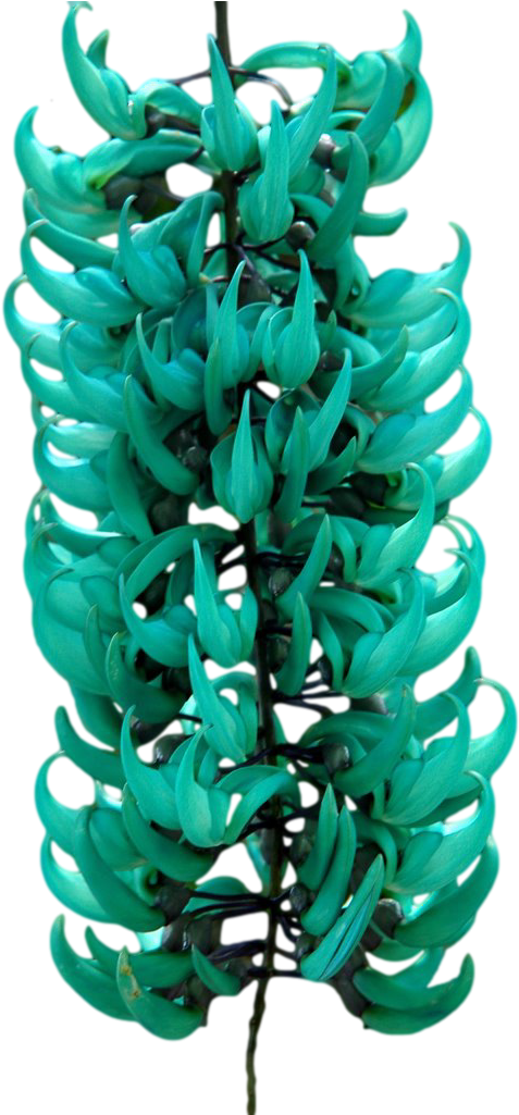 Jade Vine Strongylodon Macrobotrys Cluster.png PNG with transparent background