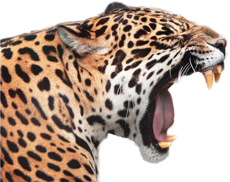 Jaguar Png Image - Gambar Macan Tutul Animasi, Transparent Png PNG with transparent background