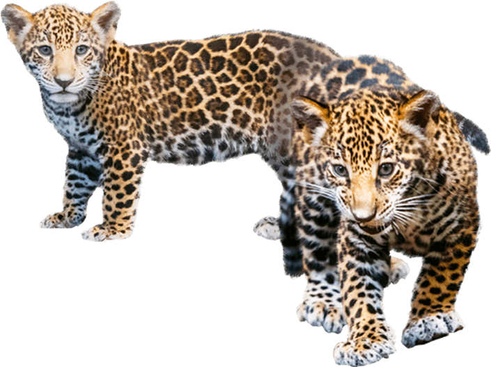 Jaguar Transparent Baby Png Black And White Library - Leopard Cub Transparent Background, Png Download PNG with transparent background