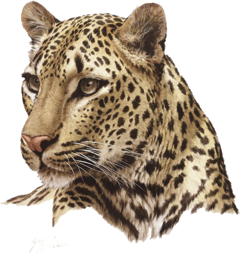 Jaguar Transparent Background - Leopard Png, Png Download PNG with transparent background