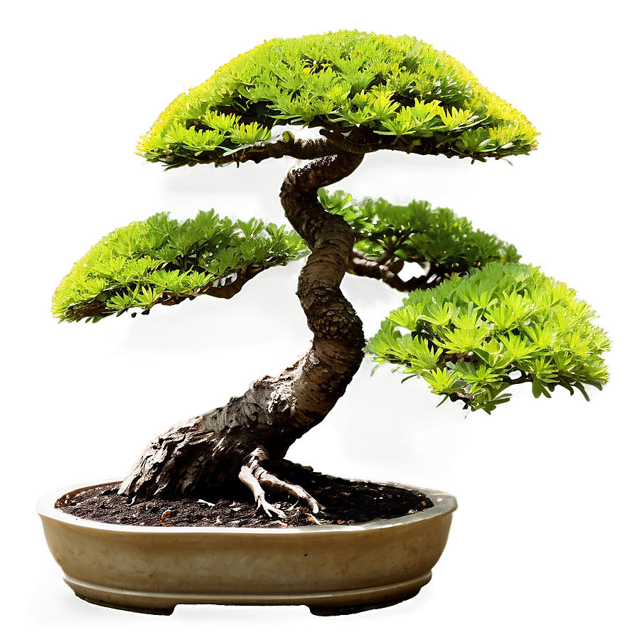 Japanese Bonsai Tree Png 06202024