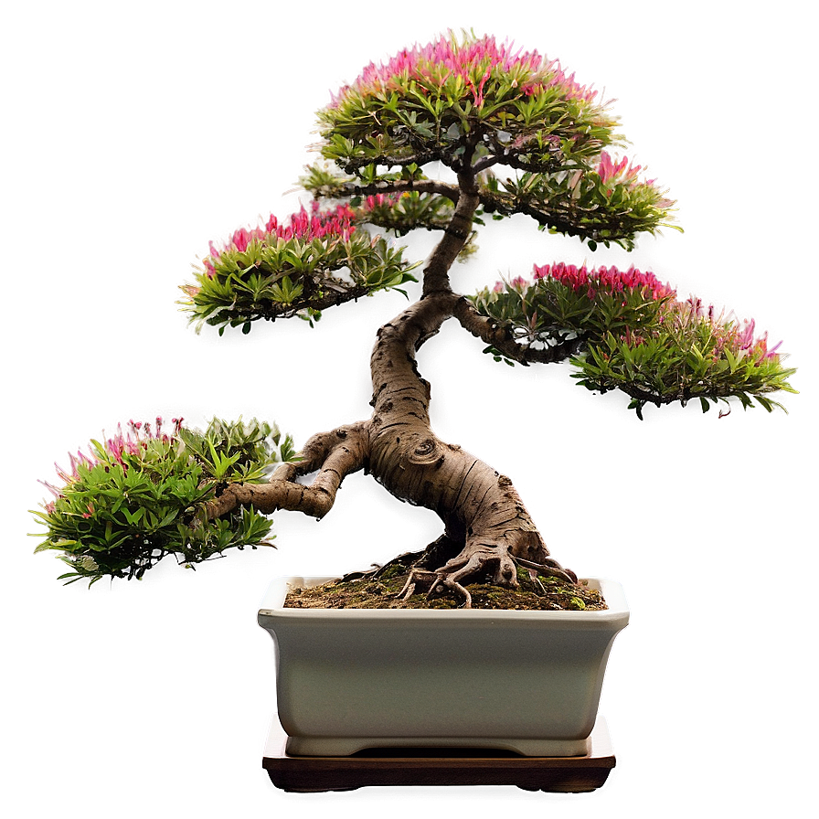 Japanese Bonsai Tree Png 06202024