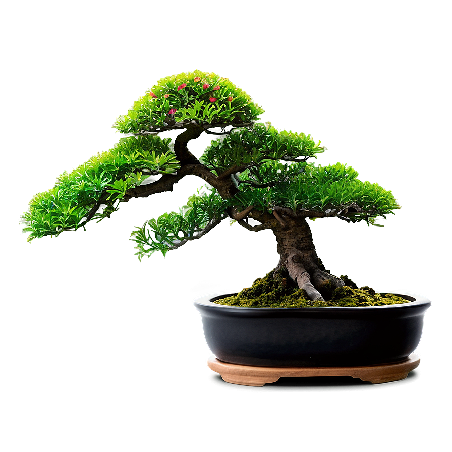 Japanese Bonsai Tree Png Peh