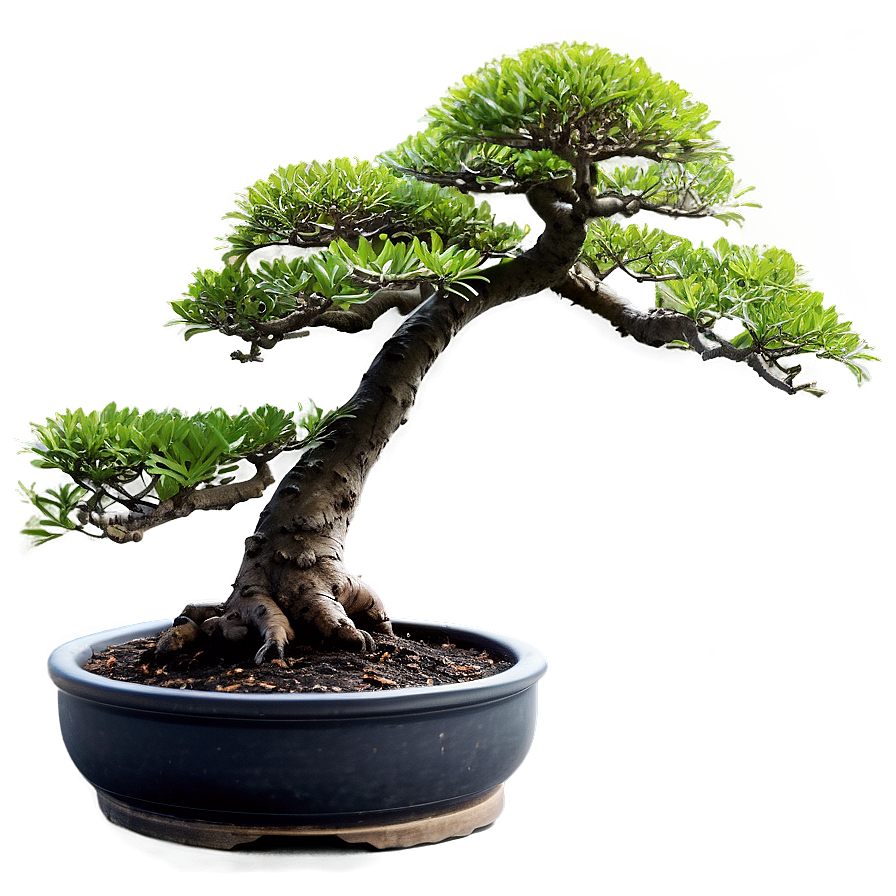 Japanese Bonsai Tree Png Pmo65