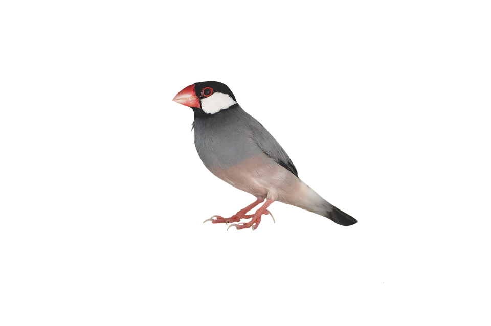 Java Sparrow Isolatedon Blue Background.png