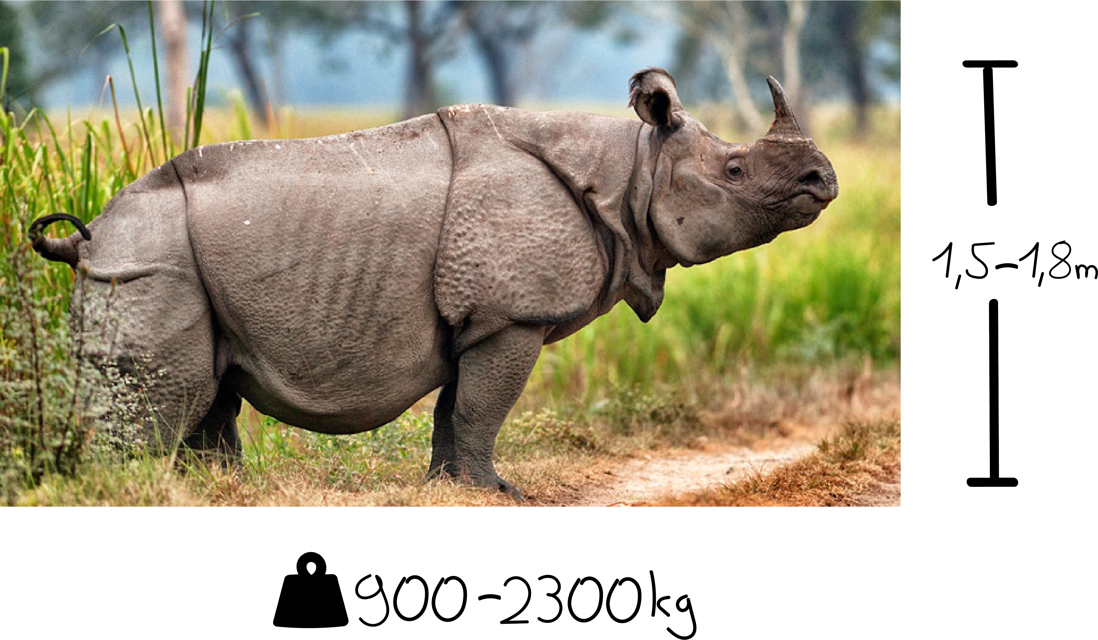 Javan Rhinoceros Endangered Animals, HD Png Download PNG with transparent background